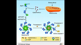 Apoptosis Pathway Intrinsic Pathway Part 2 Apaf1 Apoptosomes and activation of caspases [upl. by Kassel569]