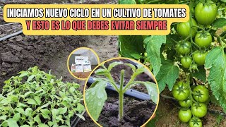 3 Pasos principales para EVITAR perder plantas en CULTIVOS DE TOMATES [upl. by Aerdnod459]