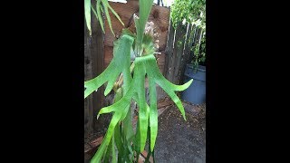 18 Species of Platyceriums or Staghorn Ferns [upl. by Eyllom]