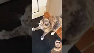 Cute cat funny cat cute catlover shorts cats catvideos [upl. by Teahan]