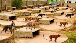 The World Biggest Dogs Kennel In Punjab Dog Traning In Pakistan  Hsn Entertainment [upl. by Atirat]