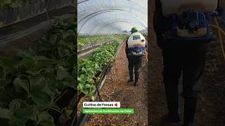 Aplicación de fertilizantes cultivo de fresa 🍓 vía foliar agriculture [upl. by Jami]