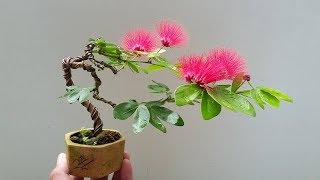 Mimosa Bonsai Are Created From The Leucaena Species [upl. by Aicenat266]