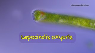 Lepocinclis oxyuris el que vive de la luz [upl. by Ayela]