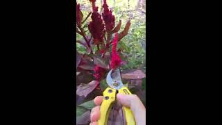 Celosia seed saving tips [upl. by Kosse783]