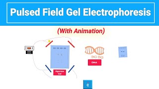 Pulsed Field Gel Electrophoresis  PFGE with animation [upl. by Sheela550]