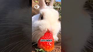 5 Surprising Sounds Rabbits Make Including One Adorable Surprise bunny cute cuteanimals fun [upl. by Cordova]