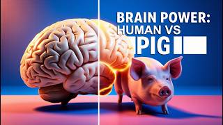 Pig Minds Do Pigs Think Like Humans [upl. by Asila]