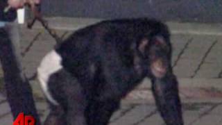 Screaming Chimp Frantic Owner Heard on 911 Call [upl. by Redliw]