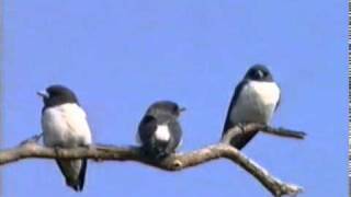 Whitebreasted Woodswallow Artamus leucorhynchus [upl. by Morganstein]