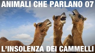 ANIMALI CHE PARLANO – Linsolenza dei cammelli [upl. by Franck]