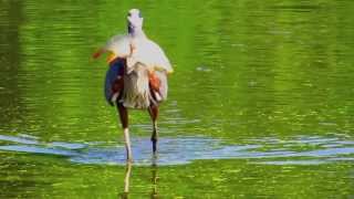 Great Blue Heron Swallowing Carp [upl. by Kylander]