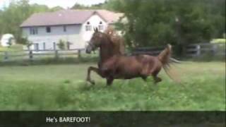 American Saddlebred Stallion For Sale Starheart Kalu Medium File [upl. by Croft]