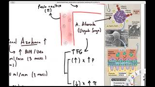 Intro Fisiología renal TFG y presión oncótica [upl. by Amron]