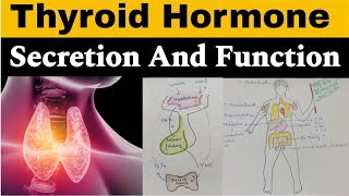 Thyroid Hormone  Functions  Regulation of Secretion  in hindi  Endocrinology [upl. by Odlonra]