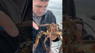 Removing a parasite from a lobster maine lobster interesting didyouknow education learn [upl. by Htiekram841]