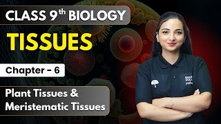 Tissues  Plant Tissues amp Meristematic Tissues  Class 9th Biology Chapter 6  Cbse 202425 [upl. by Yensehc]