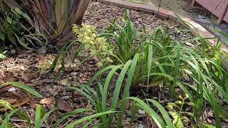 Cymbidium Orchid In Ground [upl. by Nigle299]