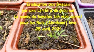 Éradication des limaces barrière de gros sel Le semis de tomates pour les Nuls lève 25 avril 2021 [upl. by Einaeg299]