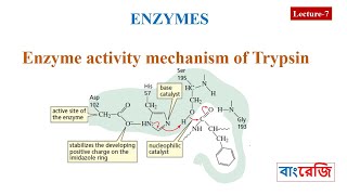 Enzyme activity mechanism of Trypsin [upl. by Nnylirehs23]