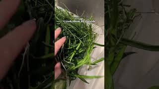 Mealy Bug Treatment plantcare houseplants hoyas [upl. by Elvah]