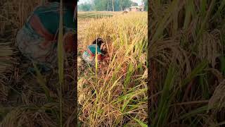 खेती किसानी haryanvi haryanvisong song punjabi song music public shorts [upl. by Shewmaker375]