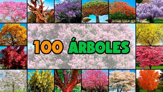 100 nombres de ÁRBOLES MUY COLORIDOS y PINTORESCOS [upl. by Daryle]