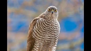 Sparrowhawks Unmasked A Glimpse into the Lives of These Stealthy Raptors [upl. by Akema72]