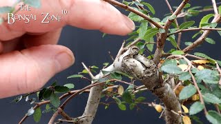 The First Styling of My Chinese Elm The Bonsai Zone Jan 2023 [upl. by Janean]