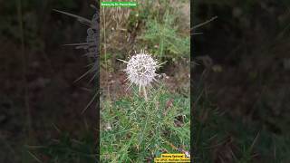 Echinops echinatus  Asteraceae Family  Flower Head Description asteraceae plants botanic [upl. by Rehpotsyrhc]