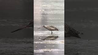 Foraging Marbled Godwit at Famosa Slough [upl. by Akemihs]