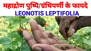 ग्रंथिपर्णी के फायदे ।Leonotis nepetifolia in hindiLal guma badi dron ke faydegranthiparni [upl. by Idnir]