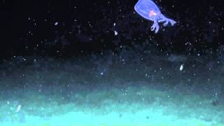 Anaximenes Amphipod  Nautilus Live [upl. by Nodlew]