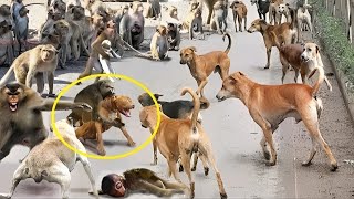 Monos enfrentan 250 perros en la India  Perros VS Monos  la GUERRA de los monos [upl. by Fabrice]