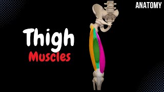 Muscles of the Thigh Division Origin Insertion Function [upl. by Amelus]