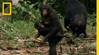 Bonobo the Female Alpha  National Geographic [upl. by Strait509]