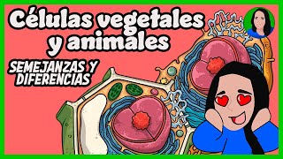 Células vegetales y animales  Semejanzas y diferencias [upl. by Lida]