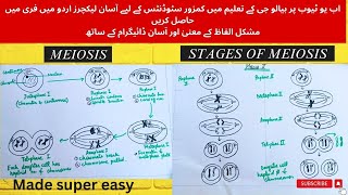 Phases of MeiosisMade super easy Meiosiscell division complete detail in urdu9th classMDCAT [upl. by Torras]