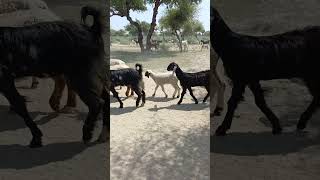 Goats And Sheep🐑 going to black homeFemale Sheep🐑 Female Goats🐐 enjoy eatingDesert area animals [upl. by Eiger]