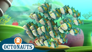 Octonauts  Humuhumus amp The Electric Torpedo Rays  Cartoons for Kids  Underwater Sea Education [upl. by Far]