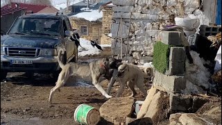 11 AYLIK BU KANGAL YAVRUSU Ã‡OK BETER OLACAK  Ã–NÃœNE GELENE DALDI  DOÃ‡KAYA BÄ°LE DALACAKTI [upl. by Erminia268]