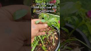 Easy to grow Rose plant from cuttings youtubeshorts shorts rose [upl. by Aihsemek268]