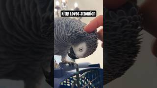 Kitty loves attention africangray birds shorts [upl. by Enaid]