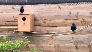 Purple glossy starling courtship in aviary [upl. by Maddocks761]