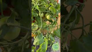 PureLines Easy Balcony Tomatoes Donna Orange F1 Growing Guide Great for Beginners gardening [upl. by Henrique]