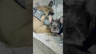 Talk about fresh 😩🤣 tiktok frenchbulldoglover bulldog puppy frenchbulldoglove [upl. by Notlrak]