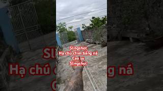 Viên đạn từ slingshot nácaosu birds tuấnhayđi [upl. by Elleivad228]