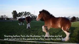 Life on the Road for the Budweiser Clydesdales [upl. by Yajiv]