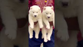 White siberian husky 🩷 shorts viralvideo siberianhusky whitepuppy [upl. by Mickie]