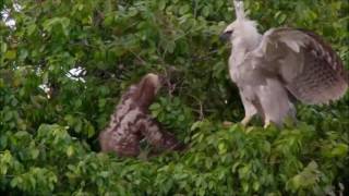 Sloth Vs Young Harpy Eagle  Sloth Fights Back [upl. by Norb613]